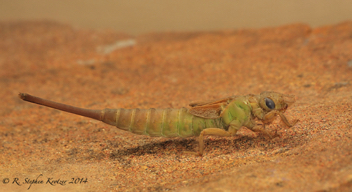 Aphylla williamsoni, nymph